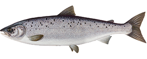 Saumon Atlantique