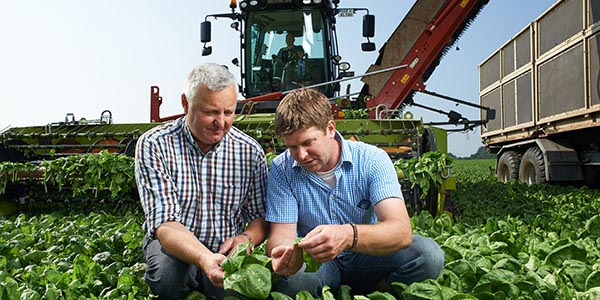 Duitse iglo boeren op de spinazievelden